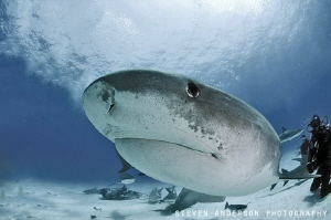 Tiger Sharks like to get up close and personal in the Bah... by Steven Anderson 